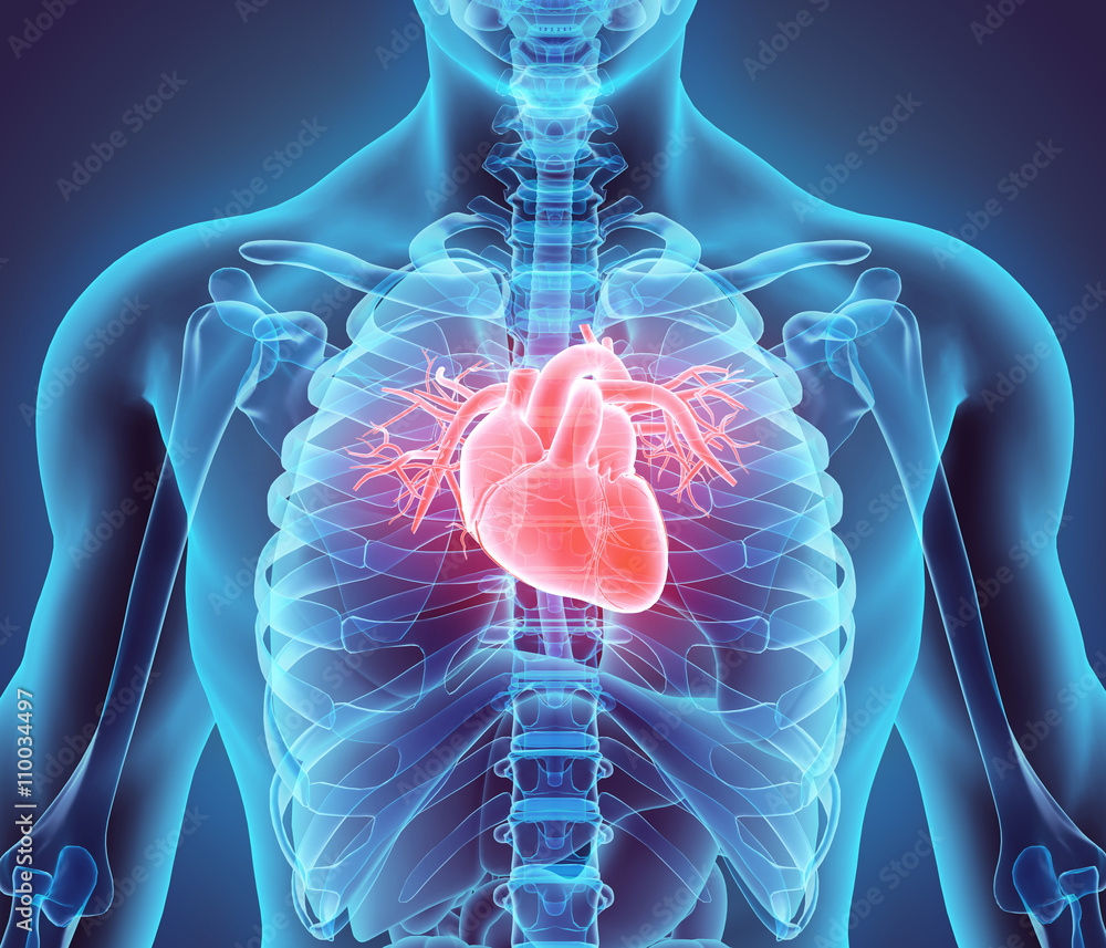 3D illustration of Heart, medical concept.